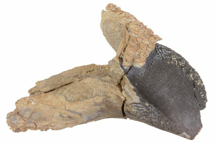 Rooted Triceratops Tooth - South Dakota #70138